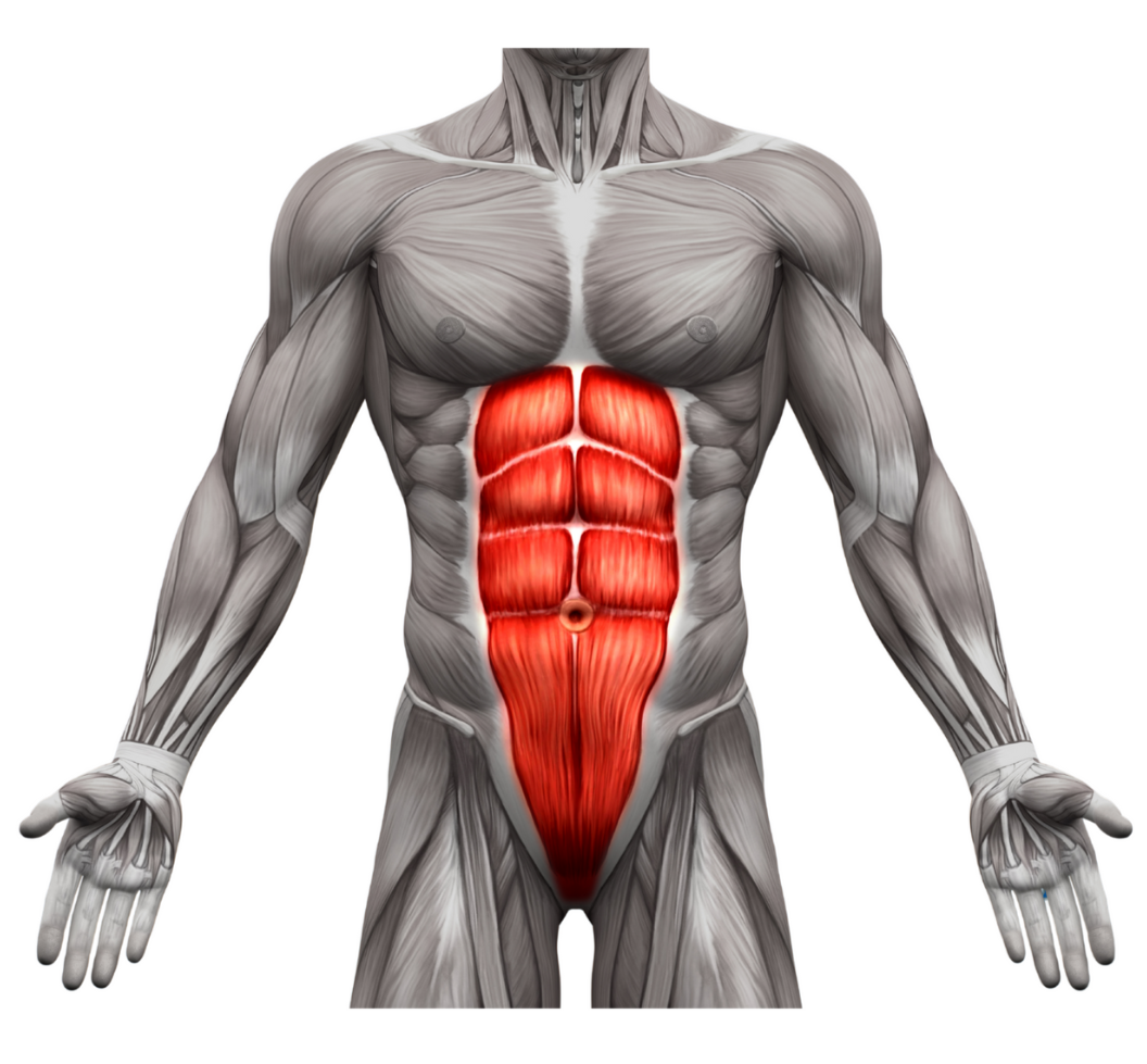 abdominal muscles
