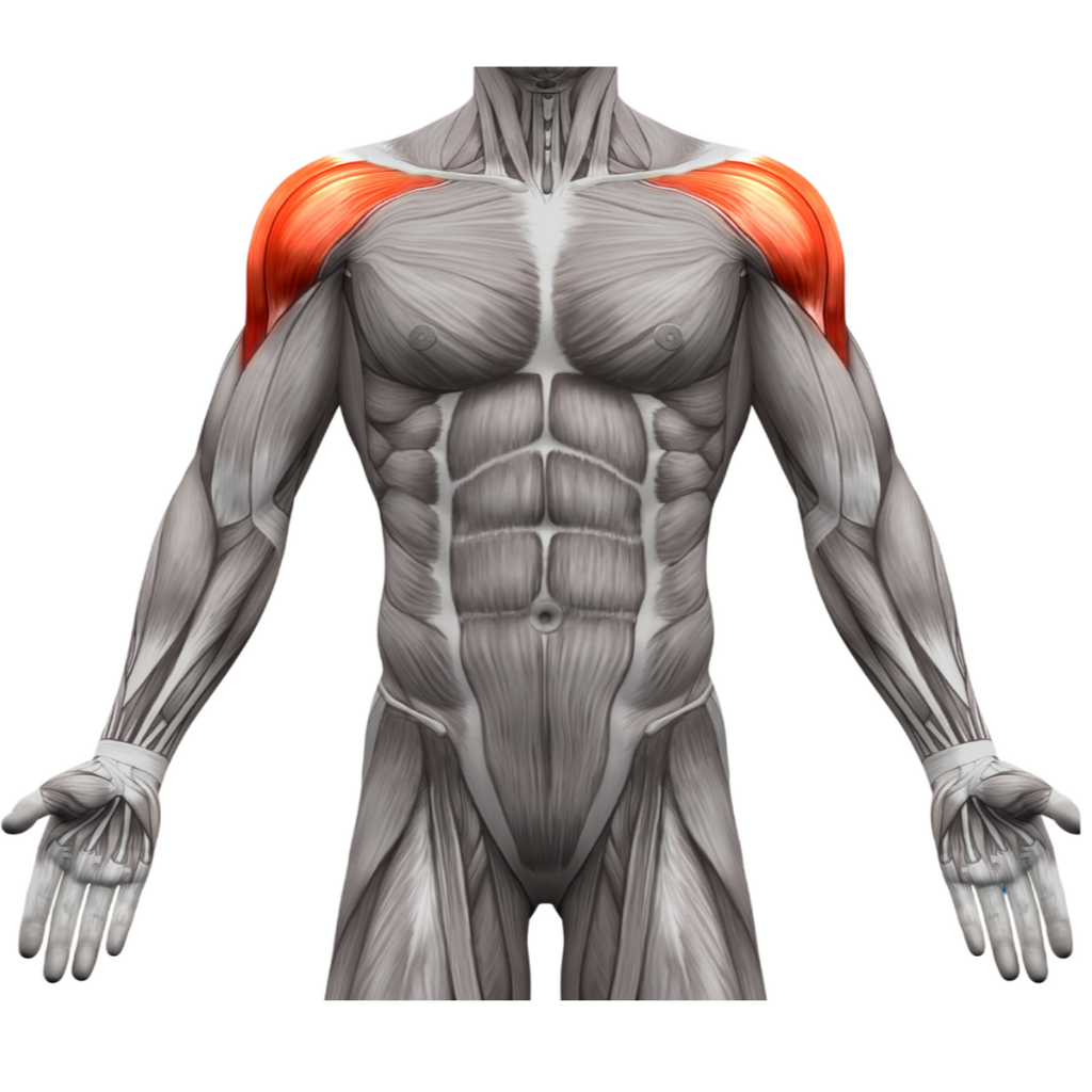 which muscles are activated?